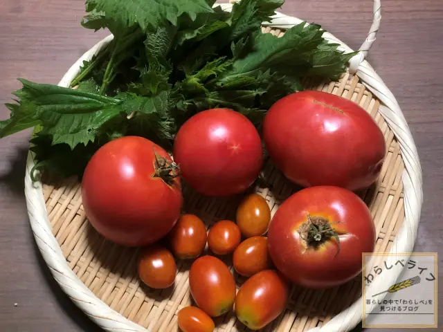 収穫した野菜収穫した野菜