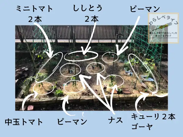 野菜畑の配置図